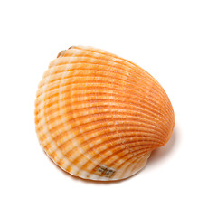 Image showing Seashell isolated on white background