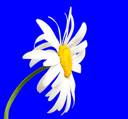 Image showing White chamomile on blue background