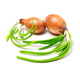 Image showing Two spring onions (Allium cepa)