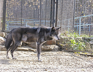 Image showing Canadian Wolf