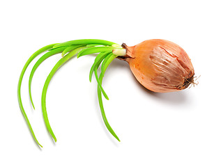 Image showing Spring onions (Allium cepa)