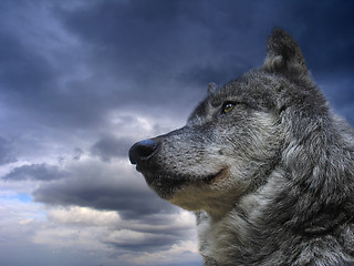 Image showing Canadian Wolf