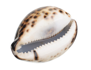 Image showing shell