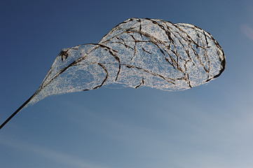 Image showing Drops of dew on a spider web 