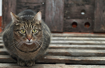 Image showing Grey cat