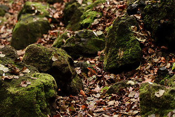 Image showing Forest in autumn