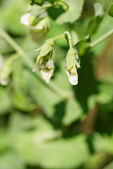 Image showing Peas plant