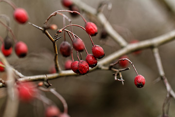 Image showing Rosehip