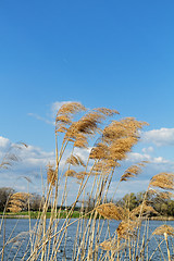 Image showing Wheat land