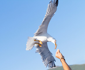 Image showing Seagull