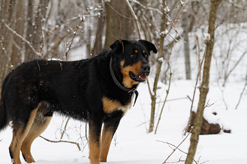 Image showing Rottweiler