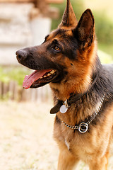 Image showing German shepherd dog