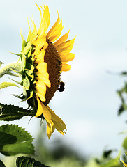 Image showing Sunflower field