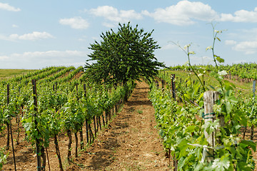 Image showing Tokay grapes