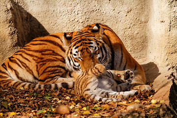 Image showing Tiger mum