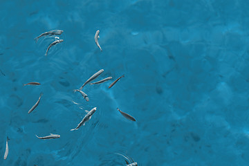 Image showing Small fish