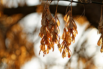 Image showing Dry acacia leaves