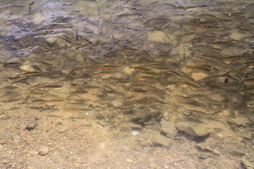 Image showing Many small fish