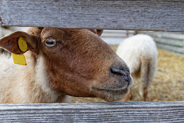 Image showing Sheep on the farm