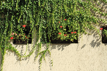 Image showing Plant on wall