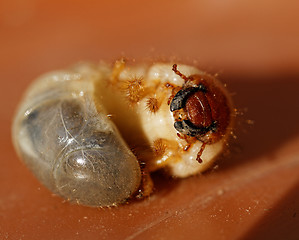 Image showing May beetle larvae - Melolontha melolontha