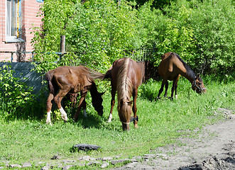 Image showing horses