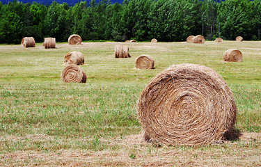 Image showing Hay bales