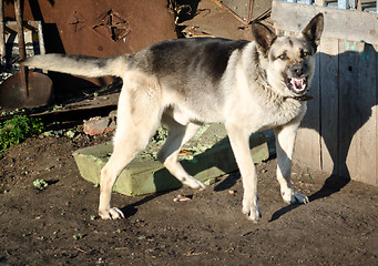 Image showing agressive dog