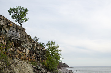 Image showing Cliffs and lone tree at costline