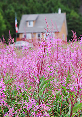 Image showing Field of flowers