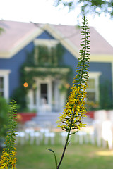 Image showing Flower garden