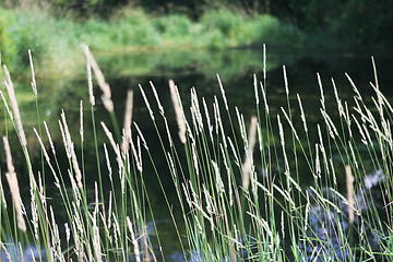 Image showing River scenic