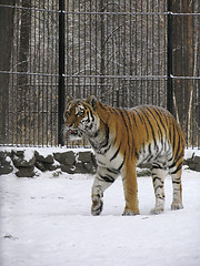 Image showing Tiger on the snow