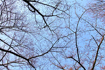 Image showing Sakura bud on tree