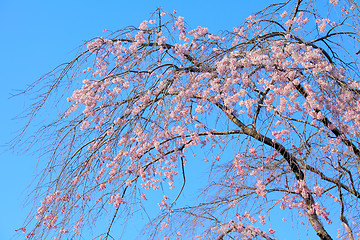 Image showing Weeping sakura