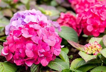 Image showing Pink hydrangea flower