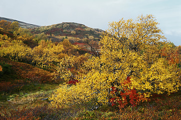 Image showing Tundra in autumn 2