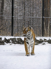 Image showing Tiger on the snow