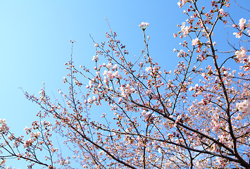 Image showing Cherry blossom