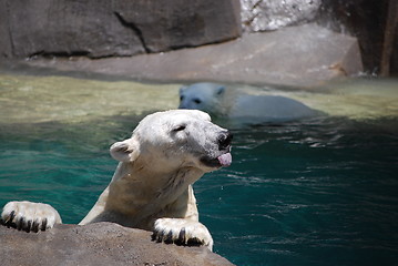 Image showing Polar Bear