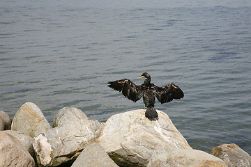 Image showing Cormorant