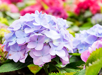 Image showing Purple blue hydrangea flower