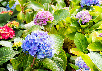 Image showing Hydrangea flowers 