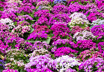 Image showing Hybrid Cineraria flower