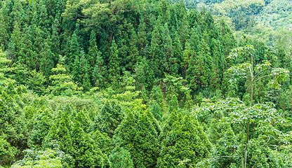 Image showing Forest in mountain