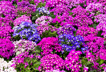 Image showing Purple cineraria field