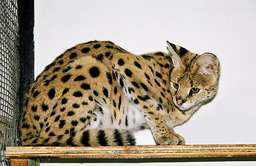 Image showing Serval