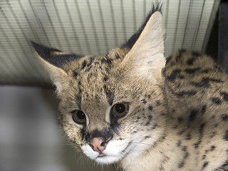 Image showing Serval