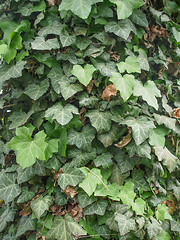 Image showing Ivy leaves