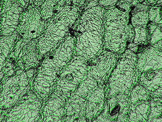 Image showing Light micrograph